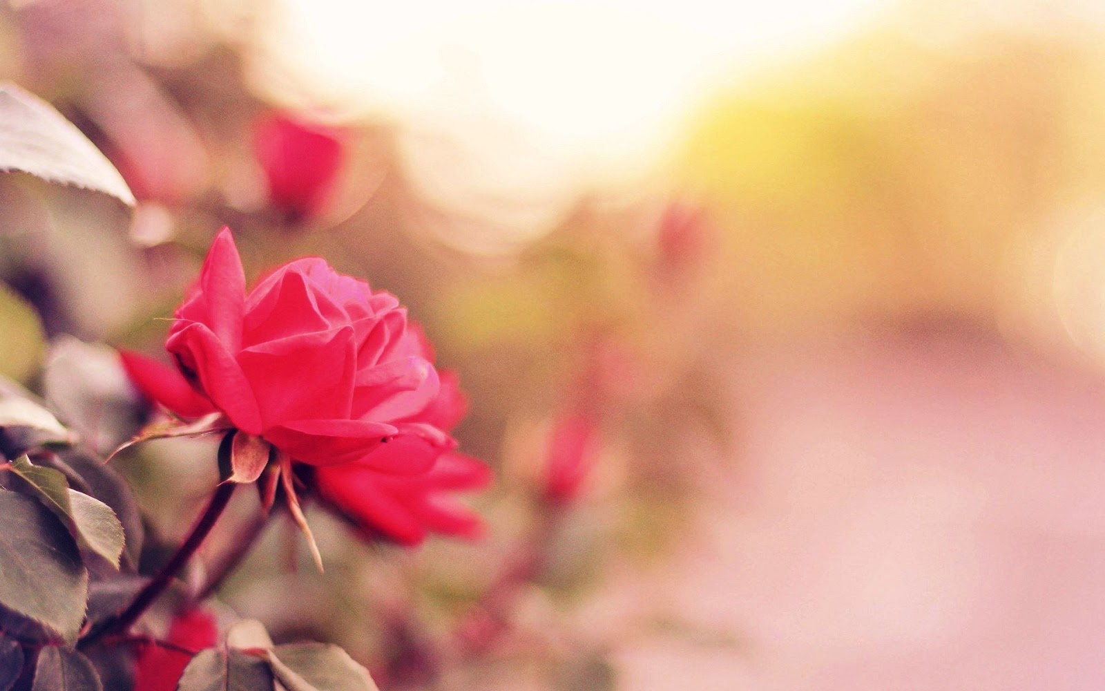Fakta Menarik Tentang Bunga  Mawar  Merah Grand Tatanka